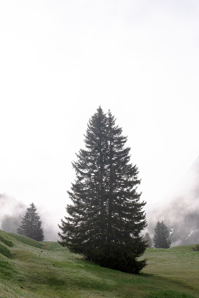 Zoom sur l’interet d’un sapin naturel